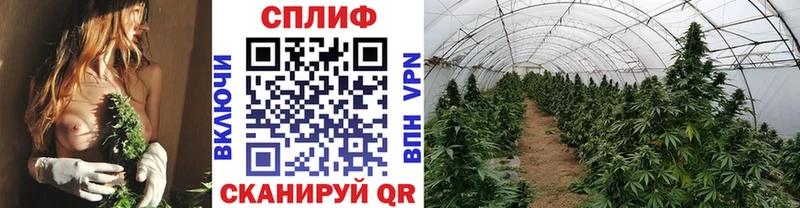 наркотики Мегион Бошки марихуана планчик